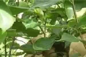 苹果套袋怎么预防黑点病