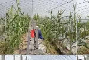 冬季阴雨天大棚农作物怎么打药？