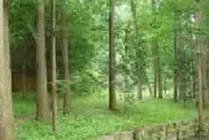 水杉种植的水肥管理