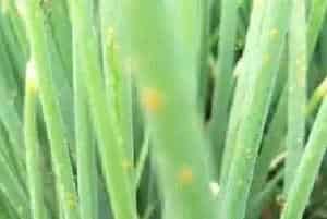 洋葱潜叶蝇高发时间在什么时候？防治药剂有哪些