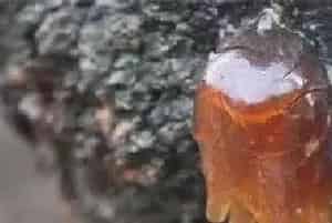 花椒常见病虫害防治措施