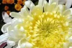 菊花主要病虫害的防治