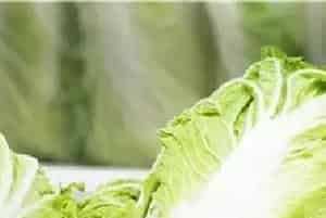 白菜常见的病虫害有哪些防治措施