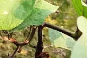 茄子用什么肥料高产