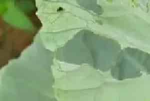 油菜小菜蛾的药剂防治方法