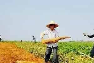 种山药生产中的五个问题