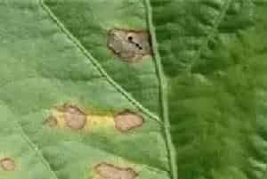 苋菜白锈病防治注意什么