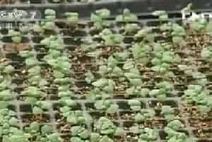 绿罗勒种植技术视频