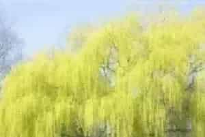 柳树的追肥方法