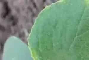 蔬菜发生药害后，还能补救么？