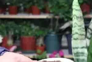盆景养护管理 | 虎皮兰不长高怎么办