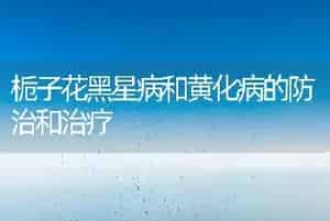 栀子花黑星病和黄化病的防治和治疗