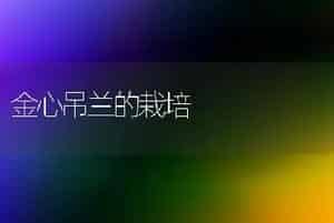 水培火鹤花