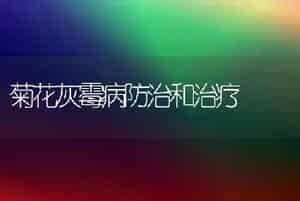 菊花灰霉病防治和治疗