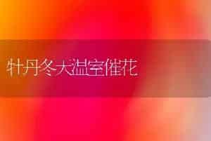 牡丹冬天温室催花