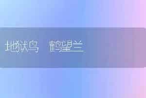 地狱鸟 鹤望兰