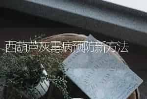 西葫芦灰霉病预防新方法