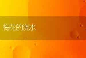 梅花的浇水