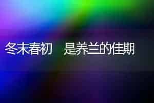 冬末春初 是养兰的佳期