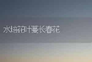 水培花叶蔓长春花