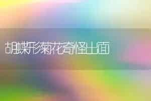 胡蝶形菊花奇怪出面