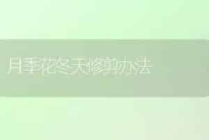 月季花冬天修剪办法