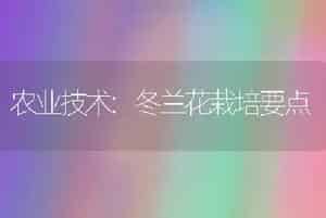 农业技术:冬兰花栽培要点