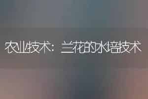 农业技术:兰花的水培技术
