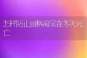 怎样防止丽格海棠在冬天死亡