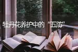 牡丹花养护中的“五防”