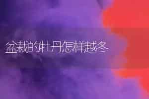 盆栽的牡丹怎样越冬