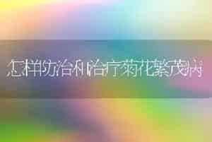 怎样防治和治疗菊花繁茂病