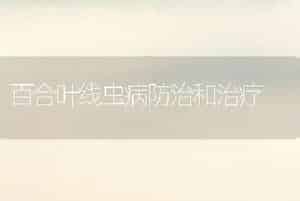 百合叶线虫病防治和治疗