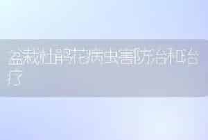 盆栽杜鹃花病虫害防治和治疗