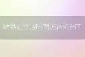 喷鼻石竹蚀环病防治和治疗