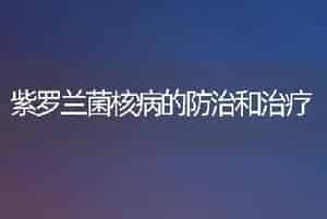 紫罗兰菌核病的防治和治疗