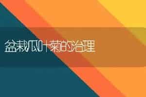 盆栽瓜叶菊的治理