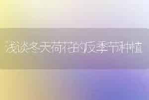 浅谈冬天荷花的反季节种植