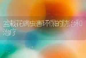 盆栽花病虫害环保的防治和治疗