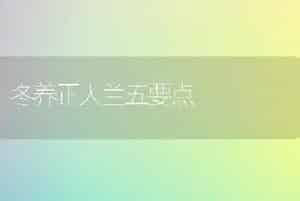冬养正人兰五要点