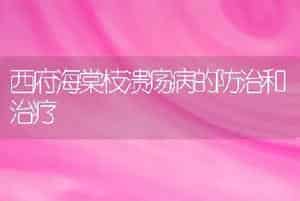 西府海棠枝溃疡病的防治和治疗