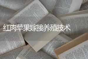 红肉苹果嫁接养殖技术