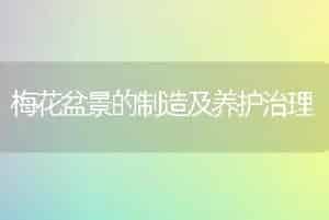 梅花盆景的制造及养护治理