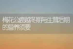 梅花公鹿越冬期与生茸后期的营养须要