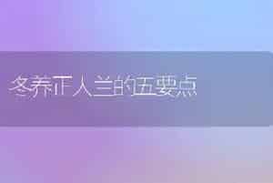 冬养正人兰的五要点