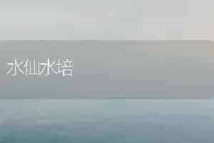 水仙水培