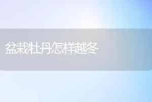盆栽牡丹怎样越冬