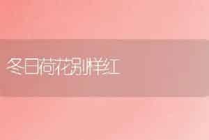 冬日荷花别样红