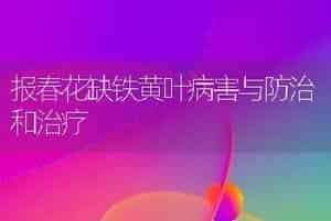 报春花缺铁黄叶病害与防治和治疗