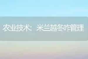 农业技术:米兰越冬咋管理